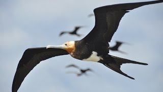 Frigatebirds ride air currents like a roller coaster