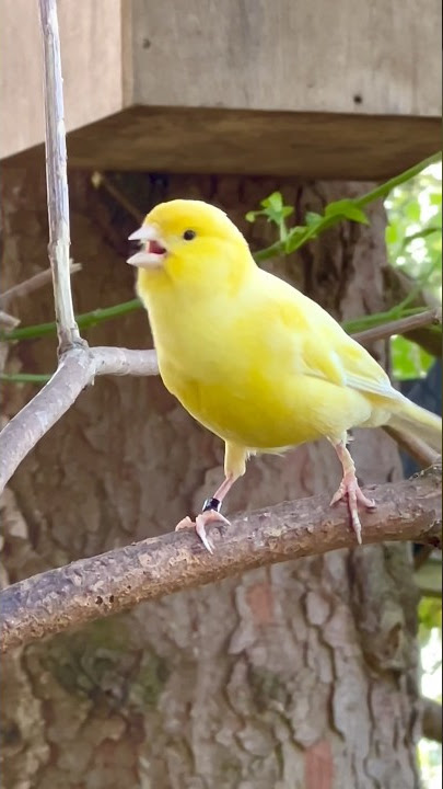 Bird Sounds | Bird Song | Canary Singing