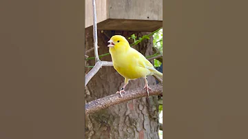 Bird Sounds | Bird Song | Canary Singing