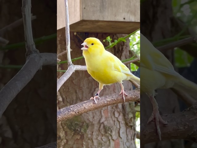 Suara Burung | Lagu Burung | Nyanyian Kenari class=