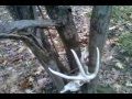 Deer skull stuck in tree