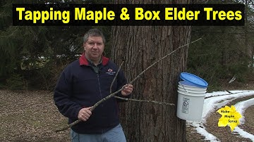 Tapping Maple & Box Elder Trees - Identify Your Trees