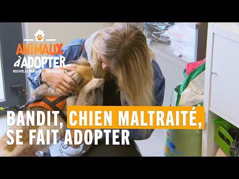 Vidéo: Les chiens de sauvetage font-ils de meilleurs animaux de compagnie?