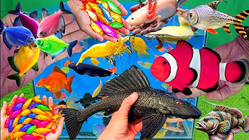 Video tổng hợp cá cảnh đẹp, vịt, vịt con, cá koi, cá trê, cá rồng, rùa con, cá da trơn