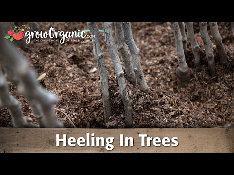 Video: Heeling In: come tallonare piante e alberi