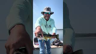 Canadian Walleye in the boat. #fishing #walleye #fish #sportfishing #canada