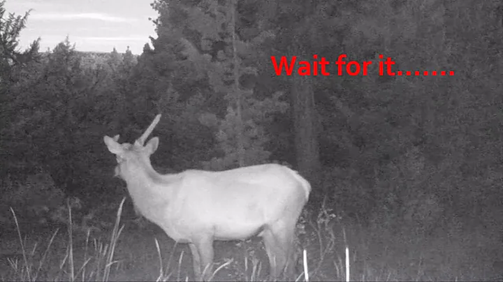 Mountain lion attacks unicorn elk