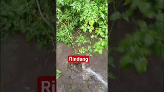 RINDANG TAK BERBUAH
