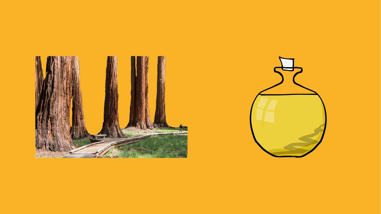 Cedarwood Essential Oil - YouTube