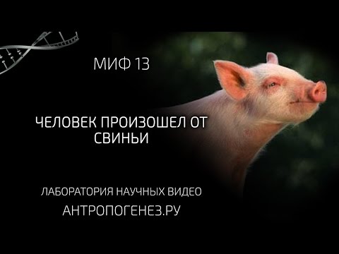 Человек произошел от свиньи. Мифы об эволюции человека