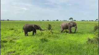 Tanzania - Mikumi National Park Safari