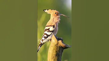 Bird Sounds The Hoopoe Calling Hoopoopoo Shorts 