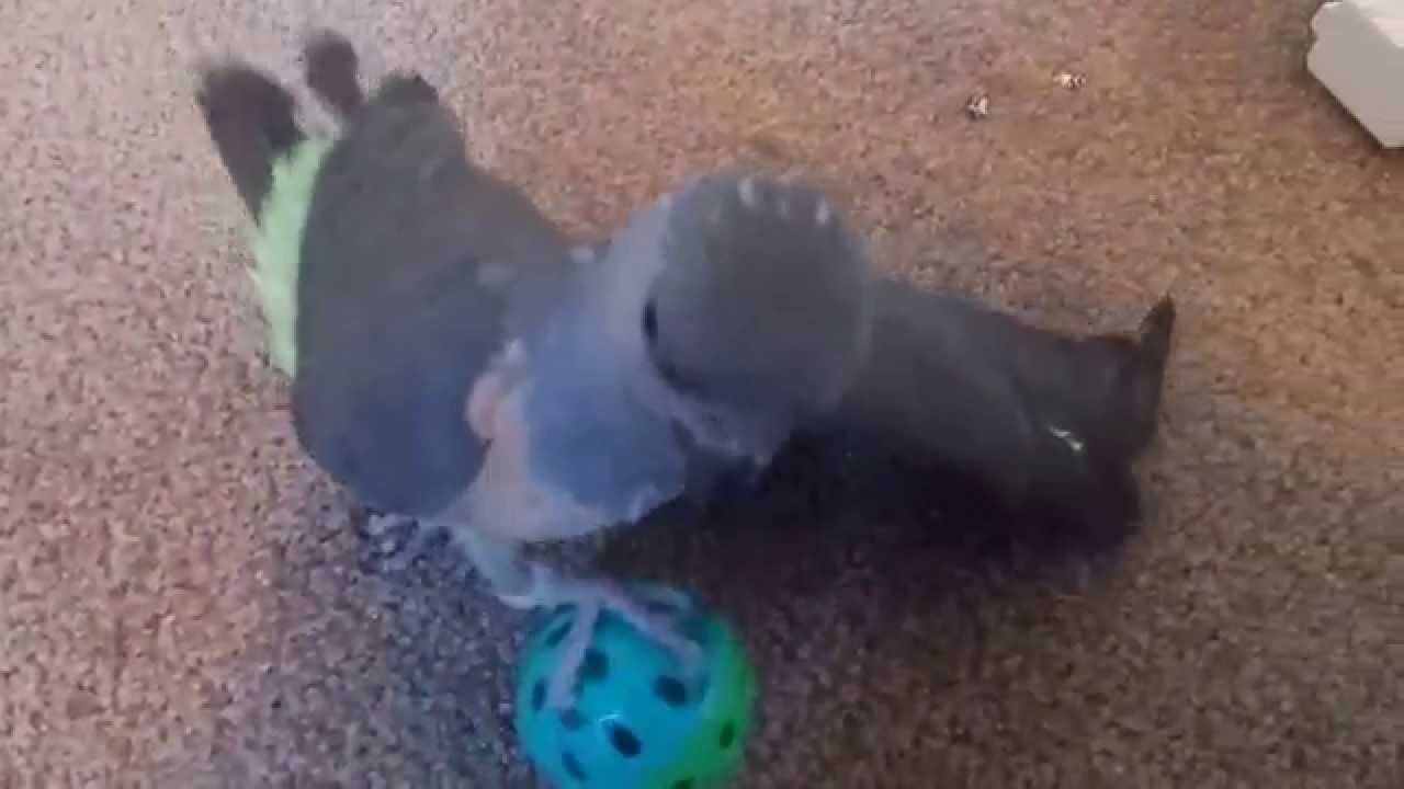 Red-Bellied Parrot - Dingle Balls In The AM 
