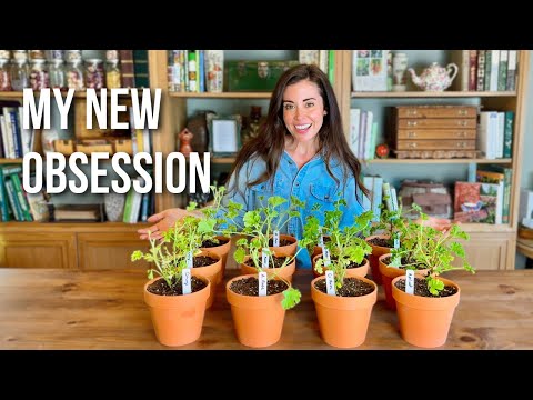 These Plants Smell Like Fruit, Flowers, & Spices 🌸🍊 Make Your Garden Smell Amazing!