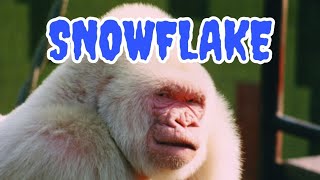 The Story of Snowflake, the World’s Only Albino Gorilla