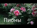 Что необходимо сделать с пионами весной?