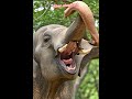 #alienelephant#alien#scary