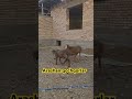 Arashan qochqorlar elita #rek #animals #arashan #elita7 #pets #elita7 #humor #elita7