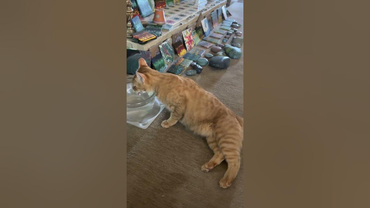 Funny cat shows drinking water YouTube