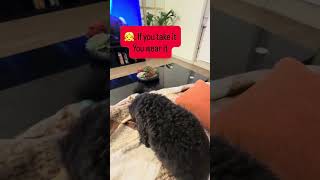 New Rule-If you take it you wear it 🐶#trending #dogsofyoutube #funny#subscribe