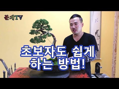 분재 사리에 석회유황합제 바르는 최고의 방법 bonsai 분재교육 3회