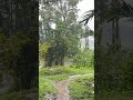 Monsoon Rain Walk in Assam 🌧️ | গ্রামে বৃষ্টির দিন #rainwalk #shorts
