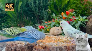 Cat TV for Cats to Watch 😺 Fascinating Birds and their mouse friends 🐦 8 Hours(4K HDR)