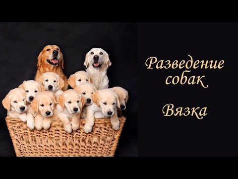 Разведение собак. Вязка.