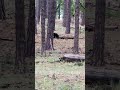 Bear sighting in Flagstaff