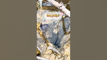 Câu Tôm Đồng cực kỳ hài hước!