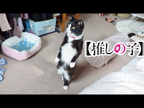 推しの子 ed