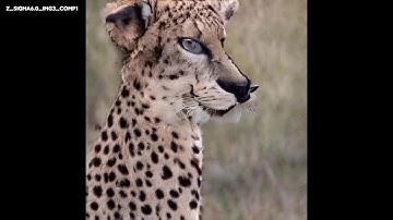 GANSpace: BigGAN-512 - cat latent space exploration!