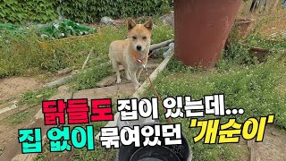 닭장 옆, 집도 없이 맨몸으로 묶여 지내는 시골 강아지 개순이 @시고르_우체부 