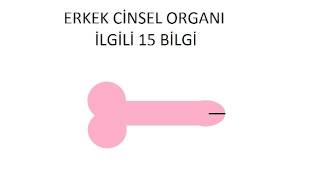 Erkek Cinsel Organı İle İlgili 15 Bilgi