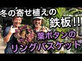 【寄せ植え】大人気の冬の鉄板寄せ植え！葉ボタンのリングバスケット