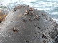 Crabs in Bulgaria. Крабы в Болгарии