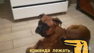 Байт выполняет команды🐕🐕🐕