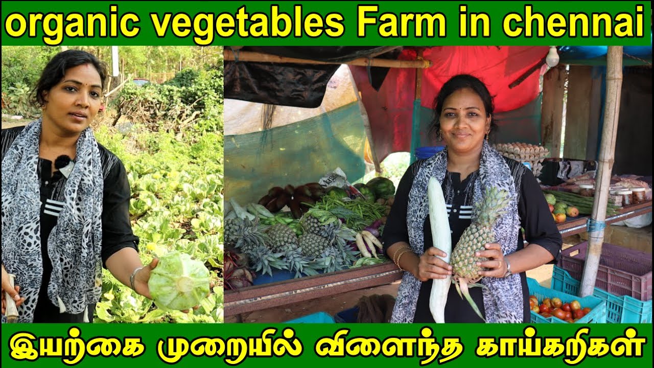 சென்னையில் இயற்கை முறையில் விளைந்த காய்கறிகள்| Organic Vegetables Farm in Chennai |Free Delivery
