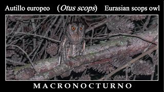 Autillo Europeo (Otus scops) cantando por la noche.