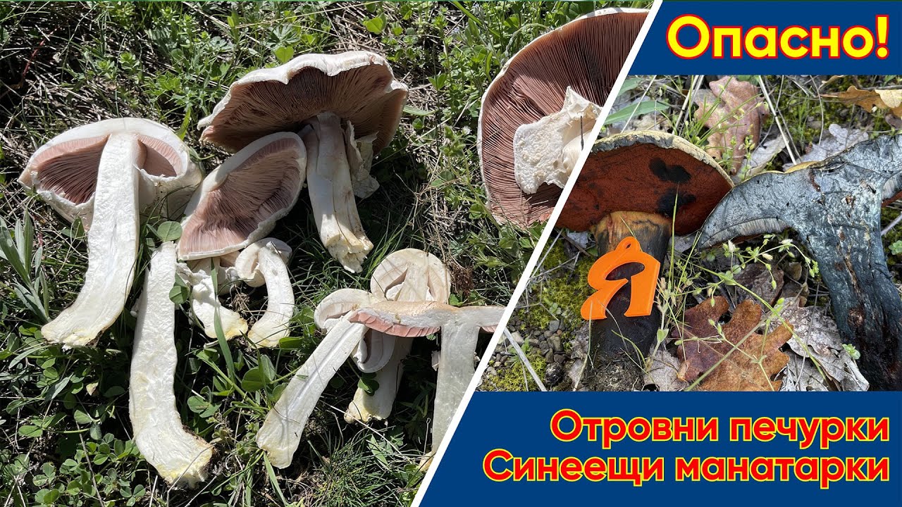 #Отровни