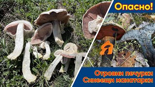 #Отровни печурки и синеещи #манатарки!