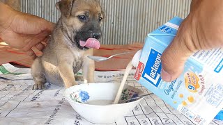 The Weather Is Very Hot, The Puppy Is So Thirsty That The Puppy Drinks Milk by Animals007 1,577 views 4 weeks ago 4 minutes, 20 seconds