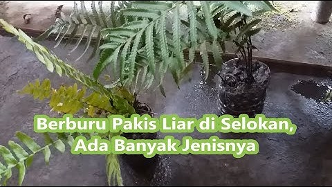 Tumbuhan paku yang bersimbiosis dengan kelompok alga hijau biru untuk mengikat nitrogen dari udara bebas adalah