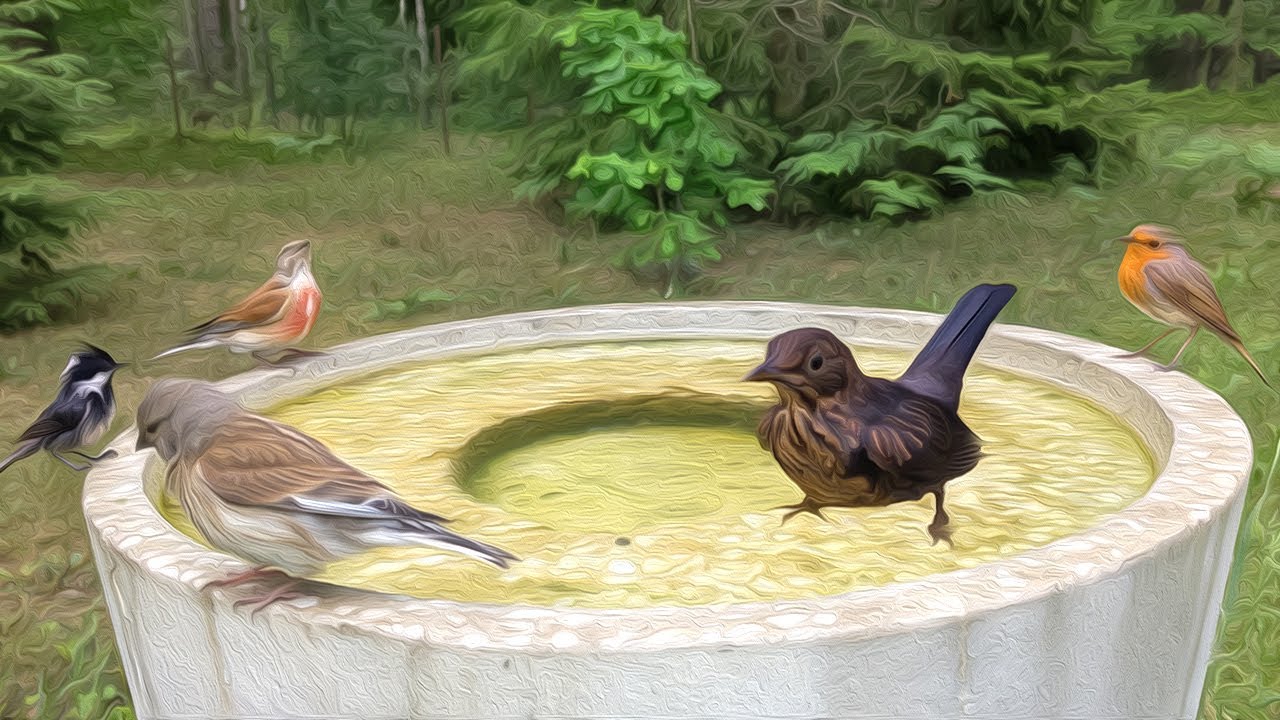 Birds Bathing in the Garden Bird Bath ~ CAT TV ~ Birding ~ Bird ...
