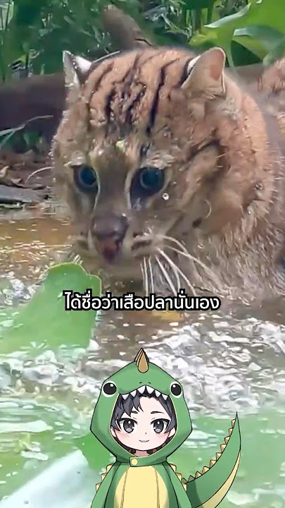 The unafraid of water, the wild cat | TOGE