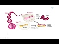 MicroRNA biogenesis, functions and role in diseases : Review for NEET-PG, USMLE and MBBS