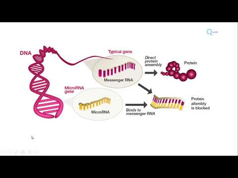 Vídeo: Roles De Los MicroARN Extracelulares En El Sistema Nervioso Central