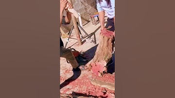 unique technique of cutting tree trunks with a sharp machete #shorts