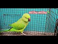 mithu🦜📍❤️ #parrot #birds #cute #animals #trending #shorts #new #short #viral #reels #funny #ytshorts