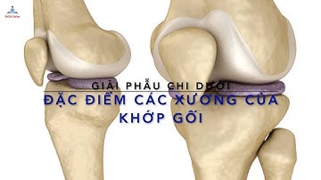 Giải phẫu chi dưới: Các xương của khớp gối